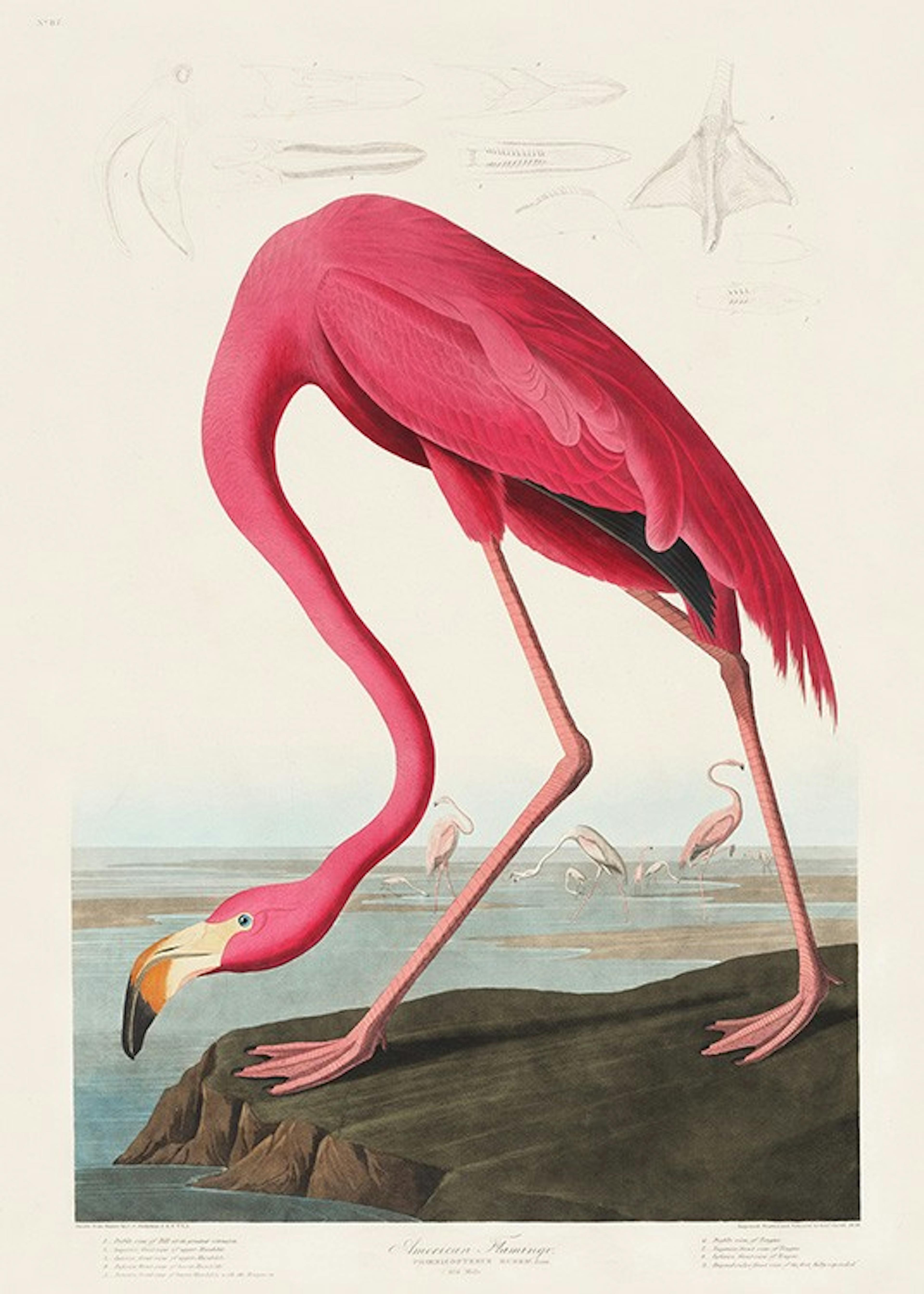 Audubon - Pink Flamingo from Birds of America Juliste 0