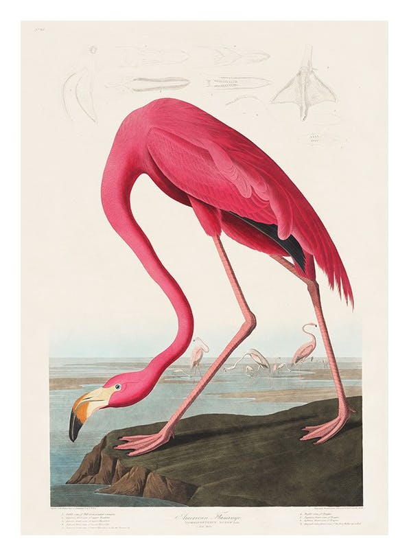Prints - Audubon - Pink Flamingo from Birds of America Print (50x70 cm) - Paintings by famous painters