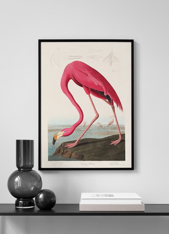 American Flamingo Print by John Audubon - Free Shipping Available! 