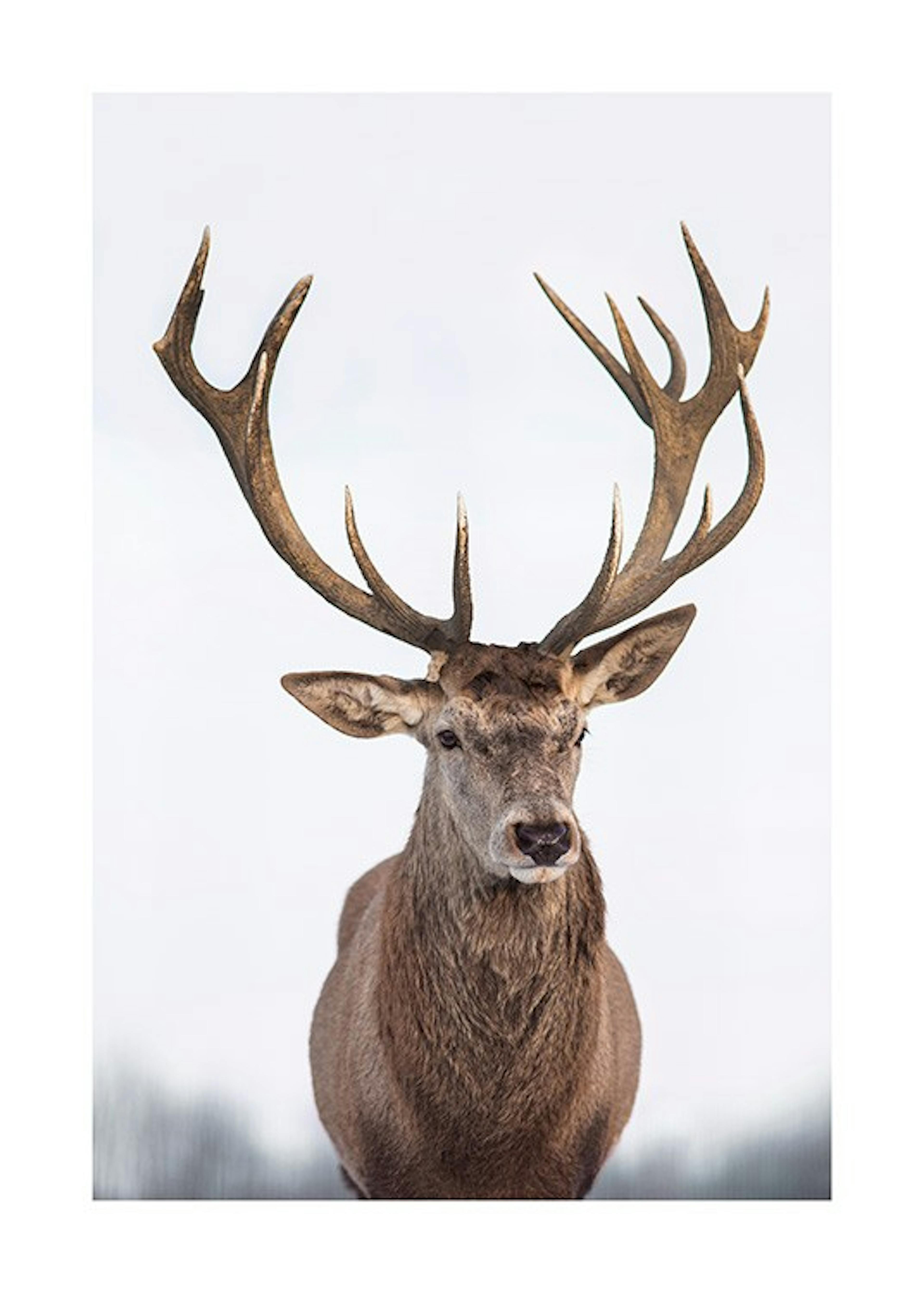 Majestic Deer Juliste