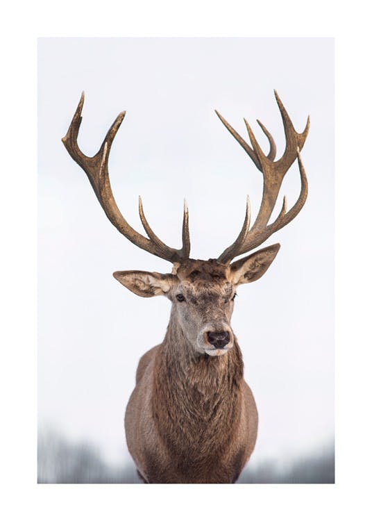 Majestic Deer Poster 0
