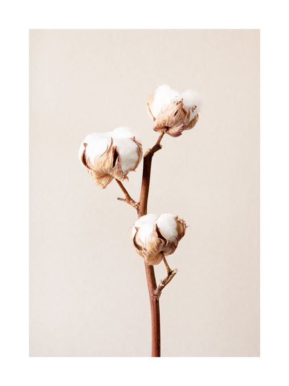 Cotton Flower No2 Poster 0
