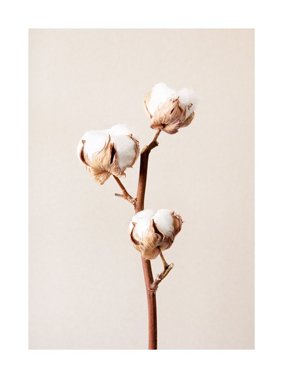 Cotton Flower No2 Plagát 0