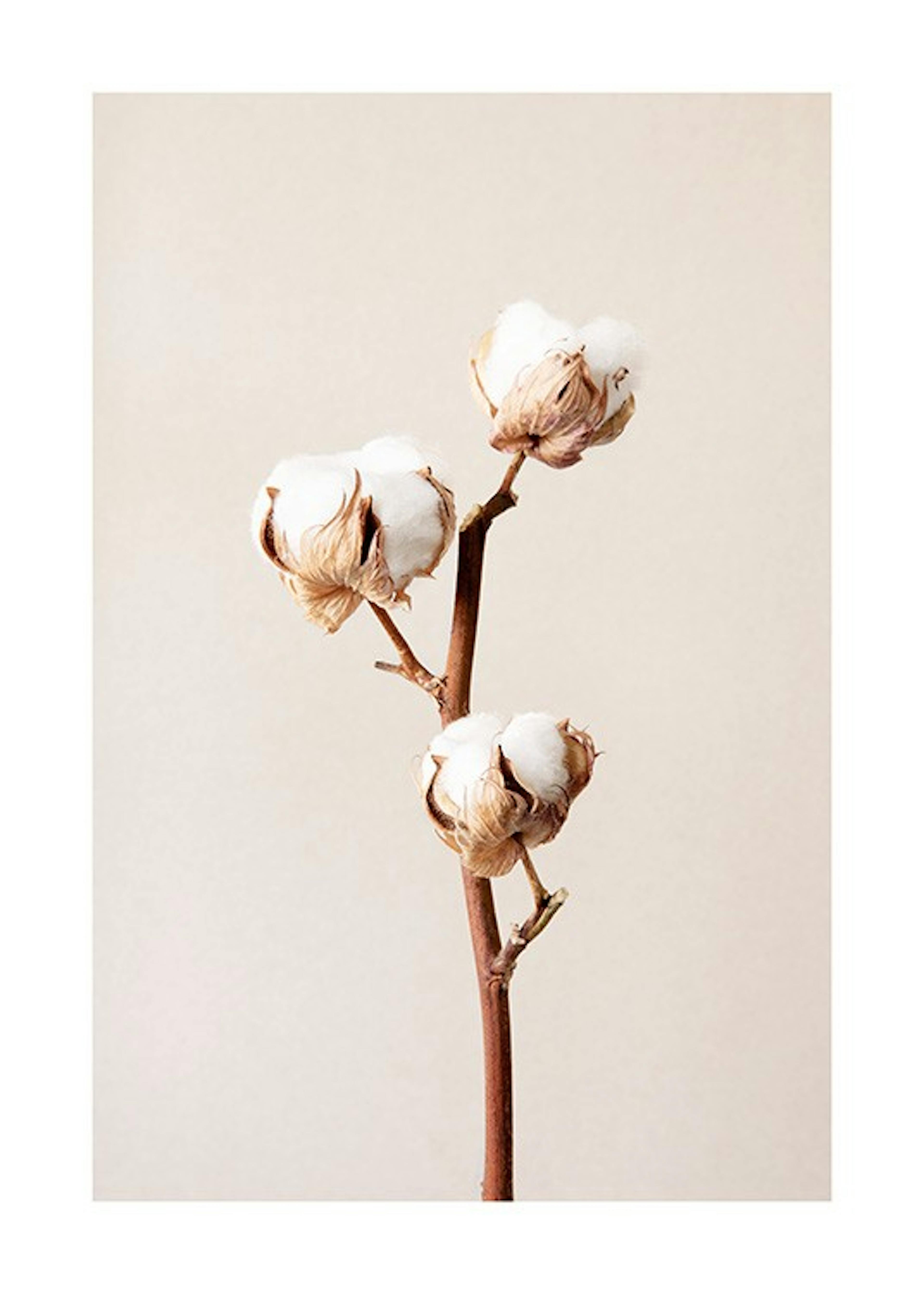 Cotton Flower No2 Print
