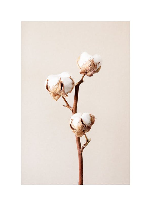 Cotton Flower No2 Affiche (13x18 cm)
