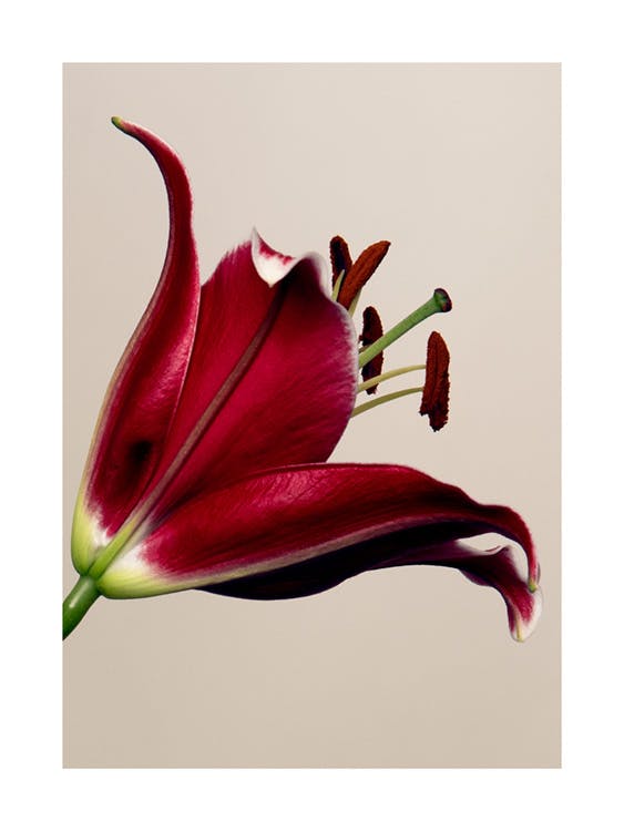 Red Lily Plakat 0