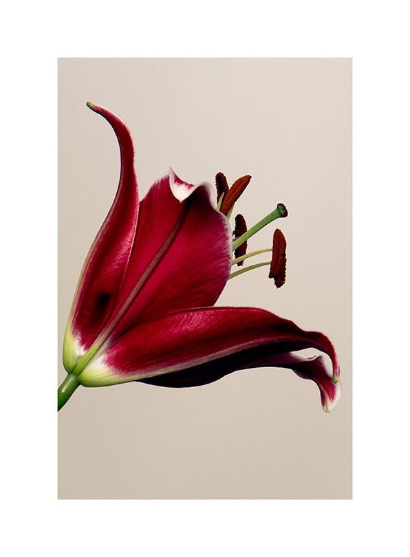 Red Lily Print (50x70 cm)