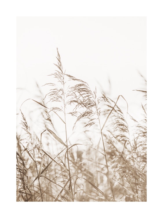 Dried Grass on Field No3 Plakát 0