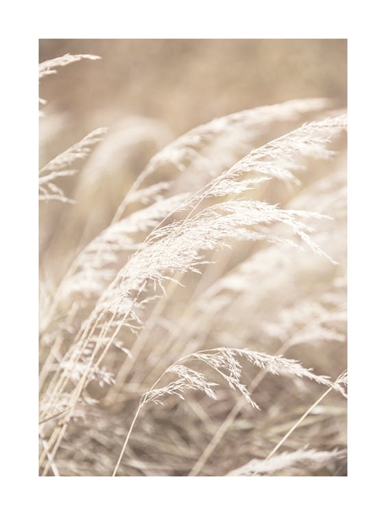 Dried Grass on Field No4 Plakat 0
