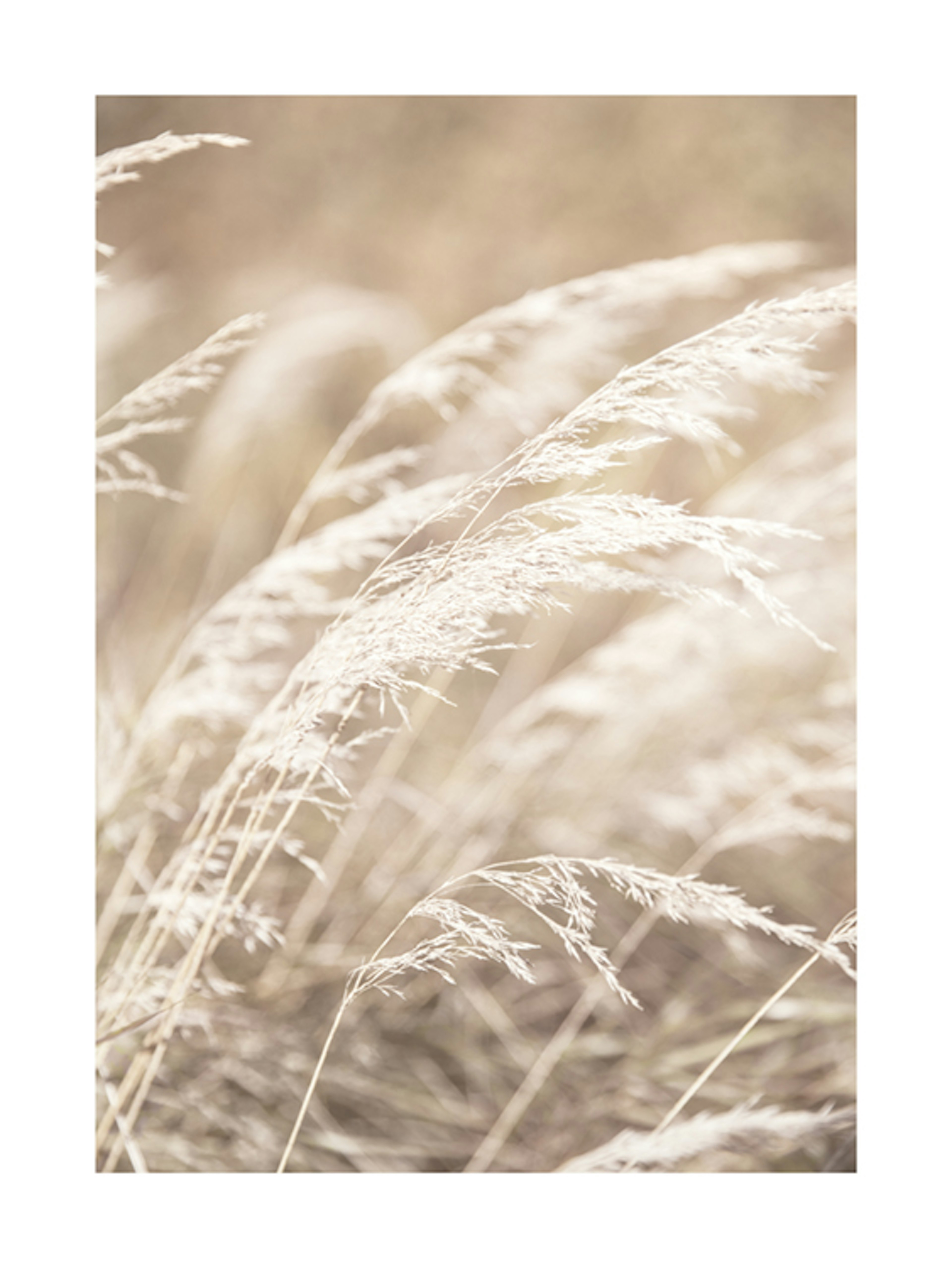 Dried Grass on Field No4 Poster 0