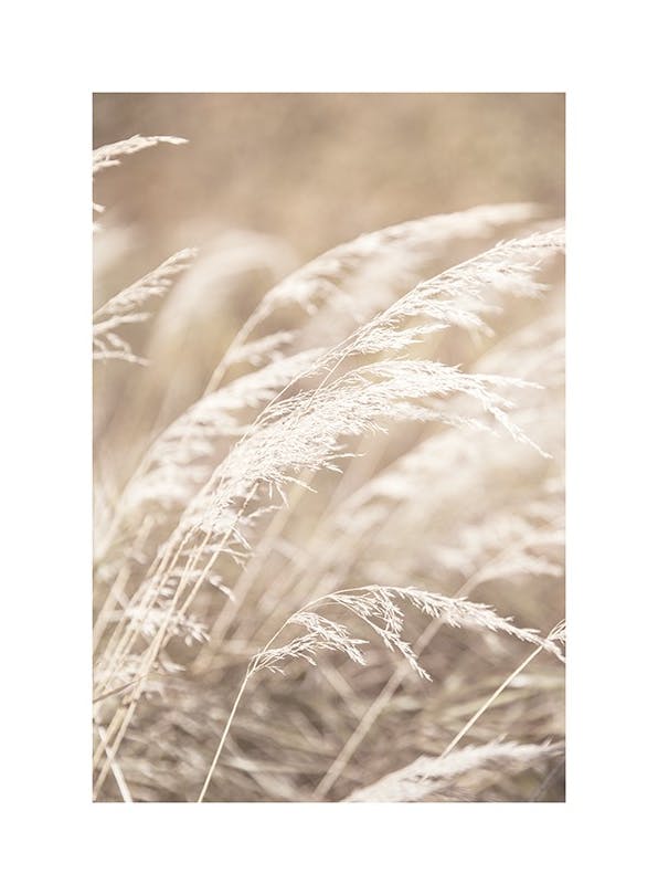 Dried Grass on Field No4 Affiche (30x40 cm)