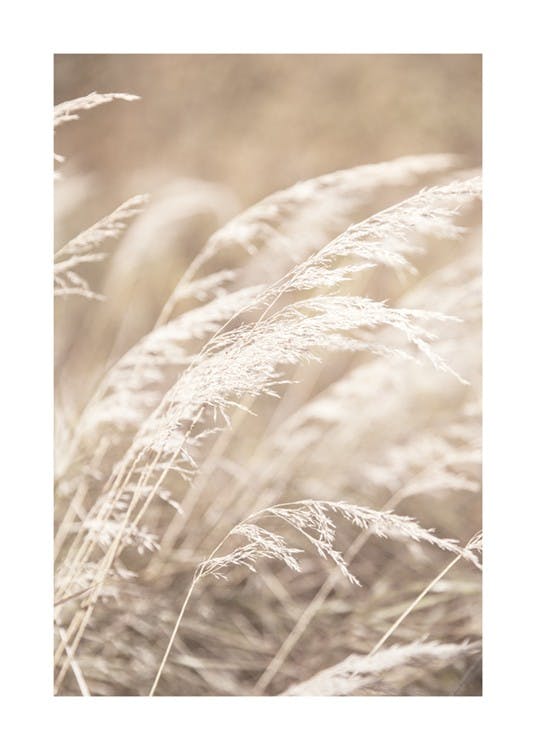 Dried Grass on Field No4 Plakát 0