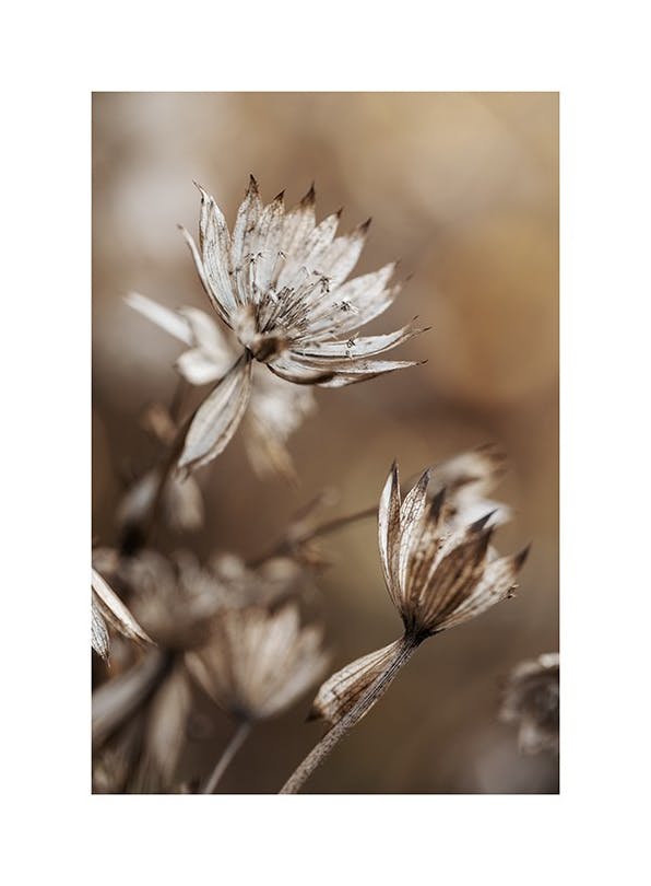 Dried Flowers in Brown Poster (21x30 cm) - Poster