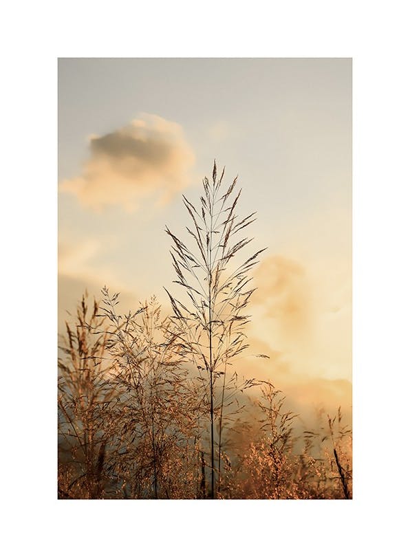 Sunset in the Field Plakat (30x40 cm)-Plakaty