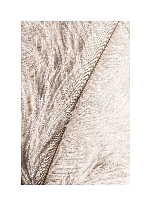 Feather Close Up Poster (30x40 cm)