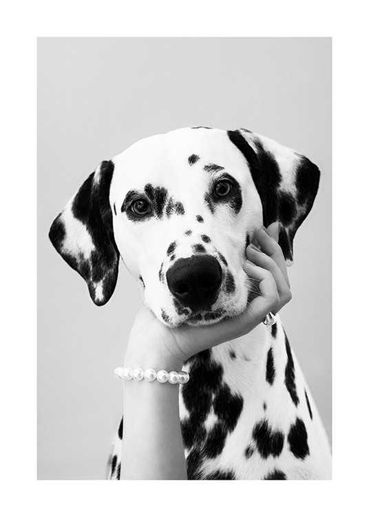 Dalmatian Poster - Perlenarmband und Dalmatiner | Bilder