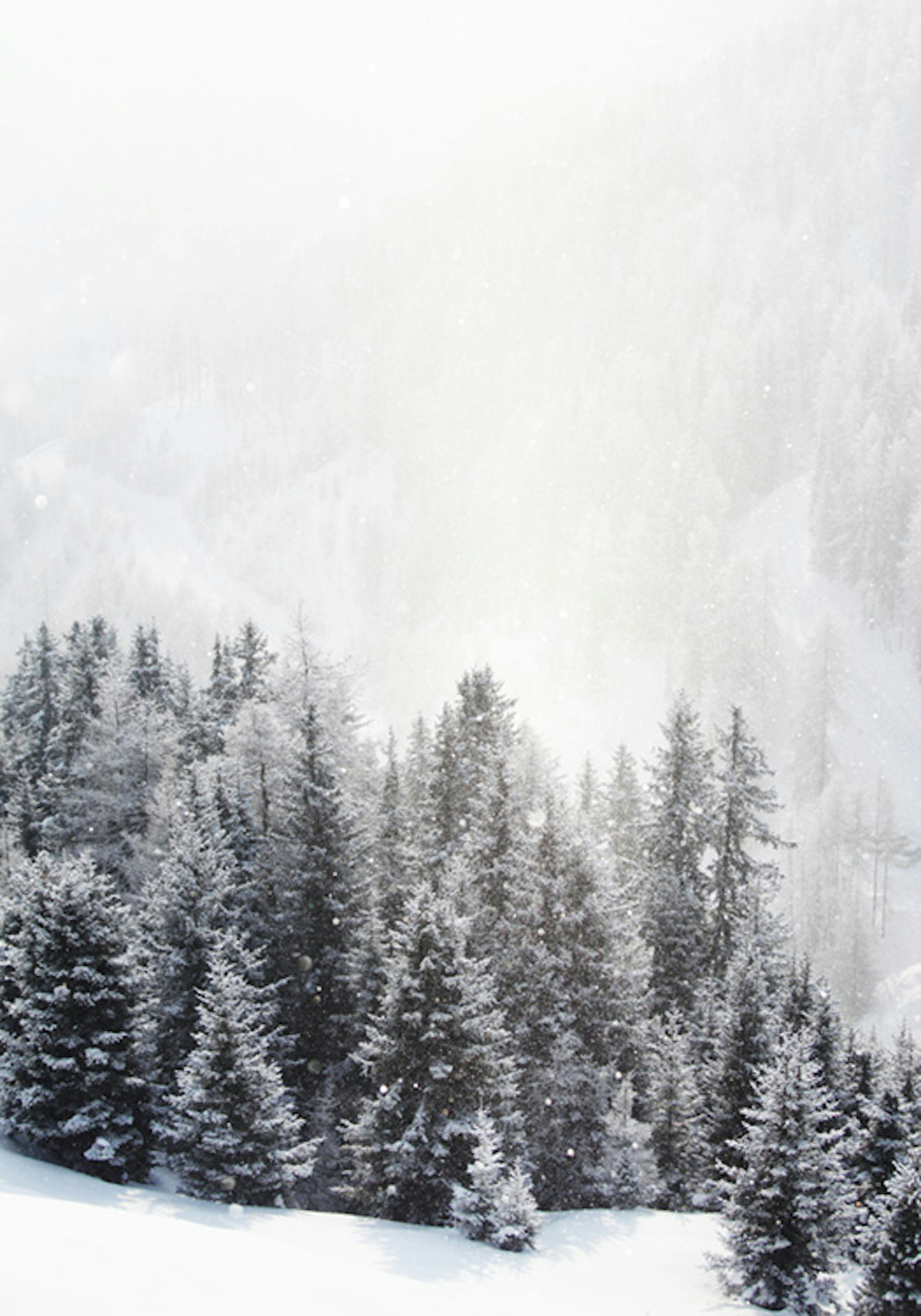 Frozen Forest Poster 0
