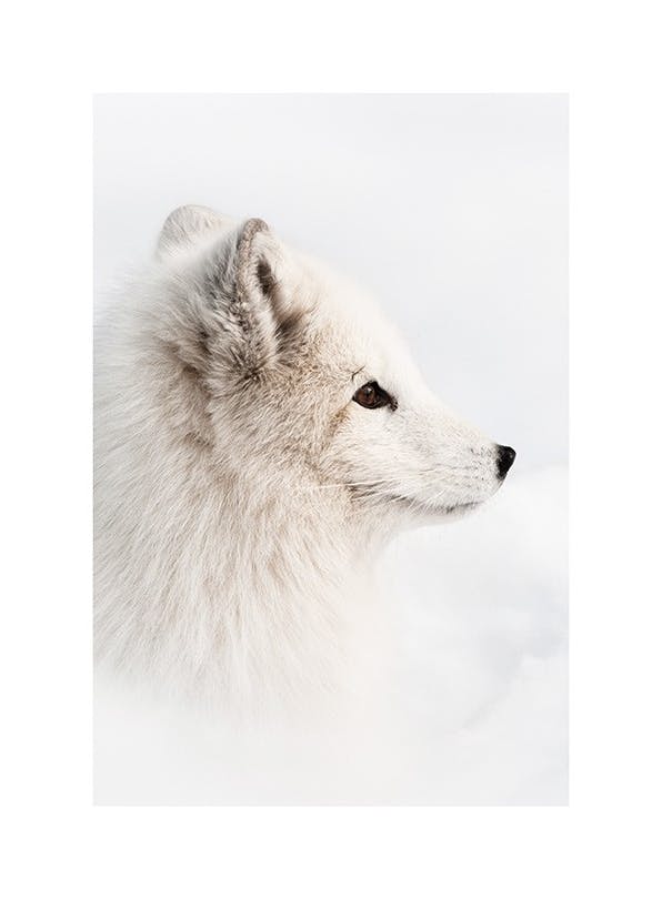 Arctic Fox Print (50x70 cm)