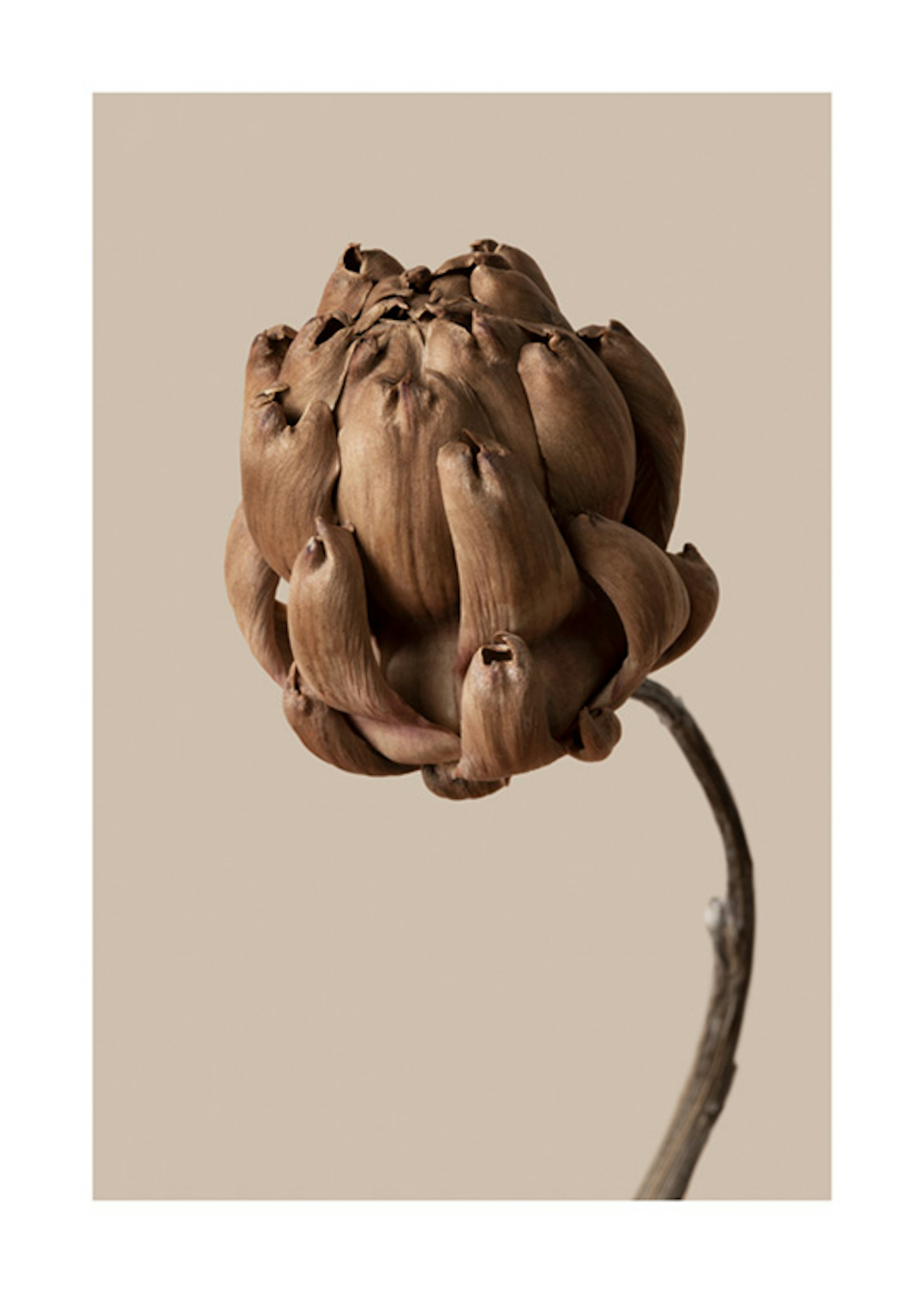 Flower in Brown Plakat 0
