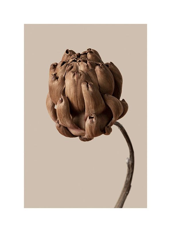 Flower in Brown Plakat (30x40 cm)-Plakaty