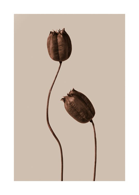 Brown Flowers Plakát 0