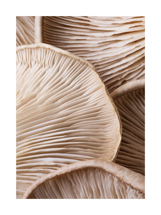 Mushroom Close Up Plagát 0