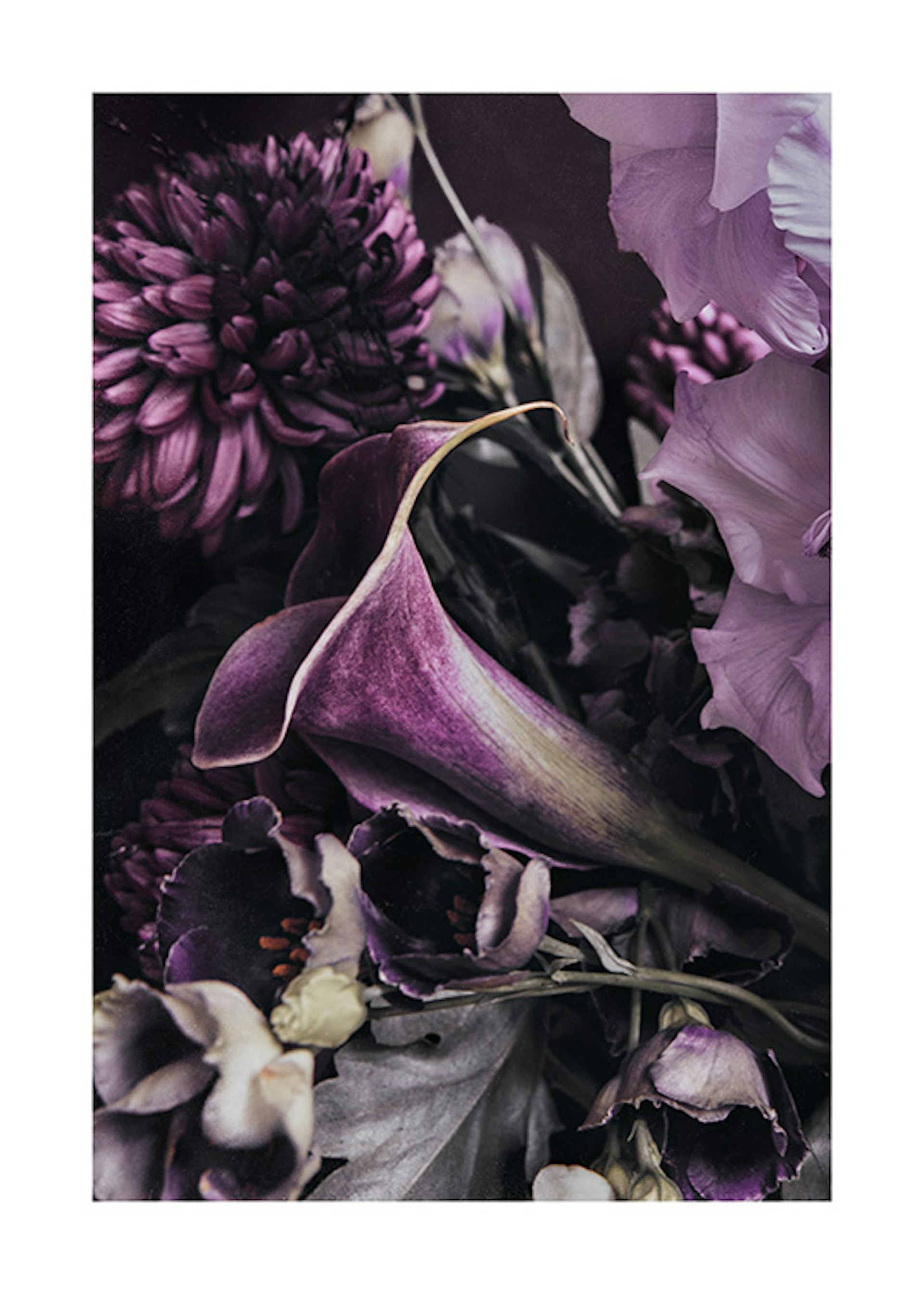 Purple Dahlia No2 Poster
