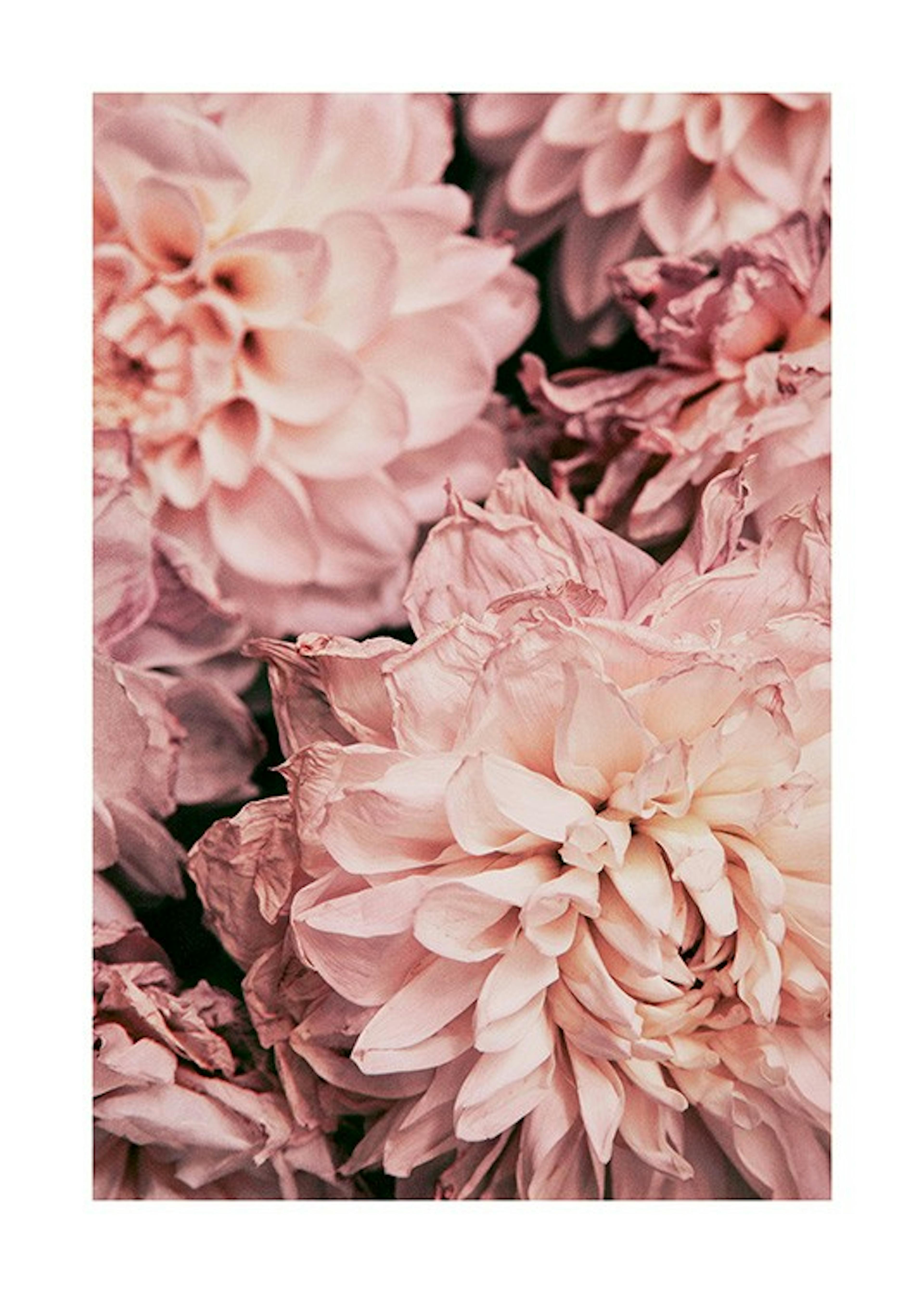 Moody Pink Dahlias Affiche 0
