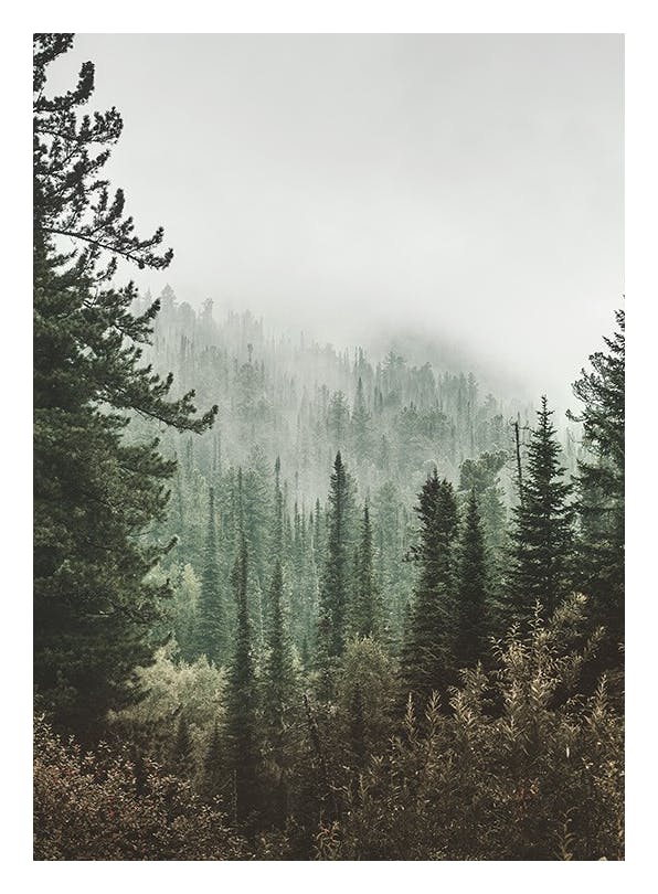 Deep Green Forest Plakat (30x40 cm)- Krajobraz lasu