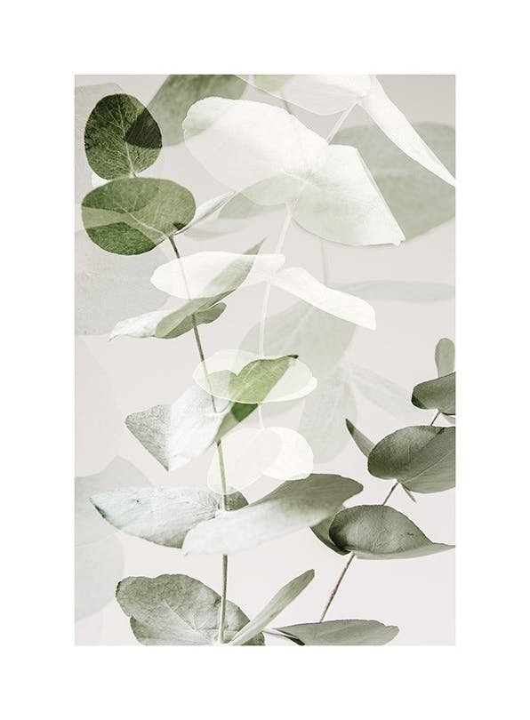 Eucalyptus Shades No2 Plakat (70x100 cm)- Rośliny zielone