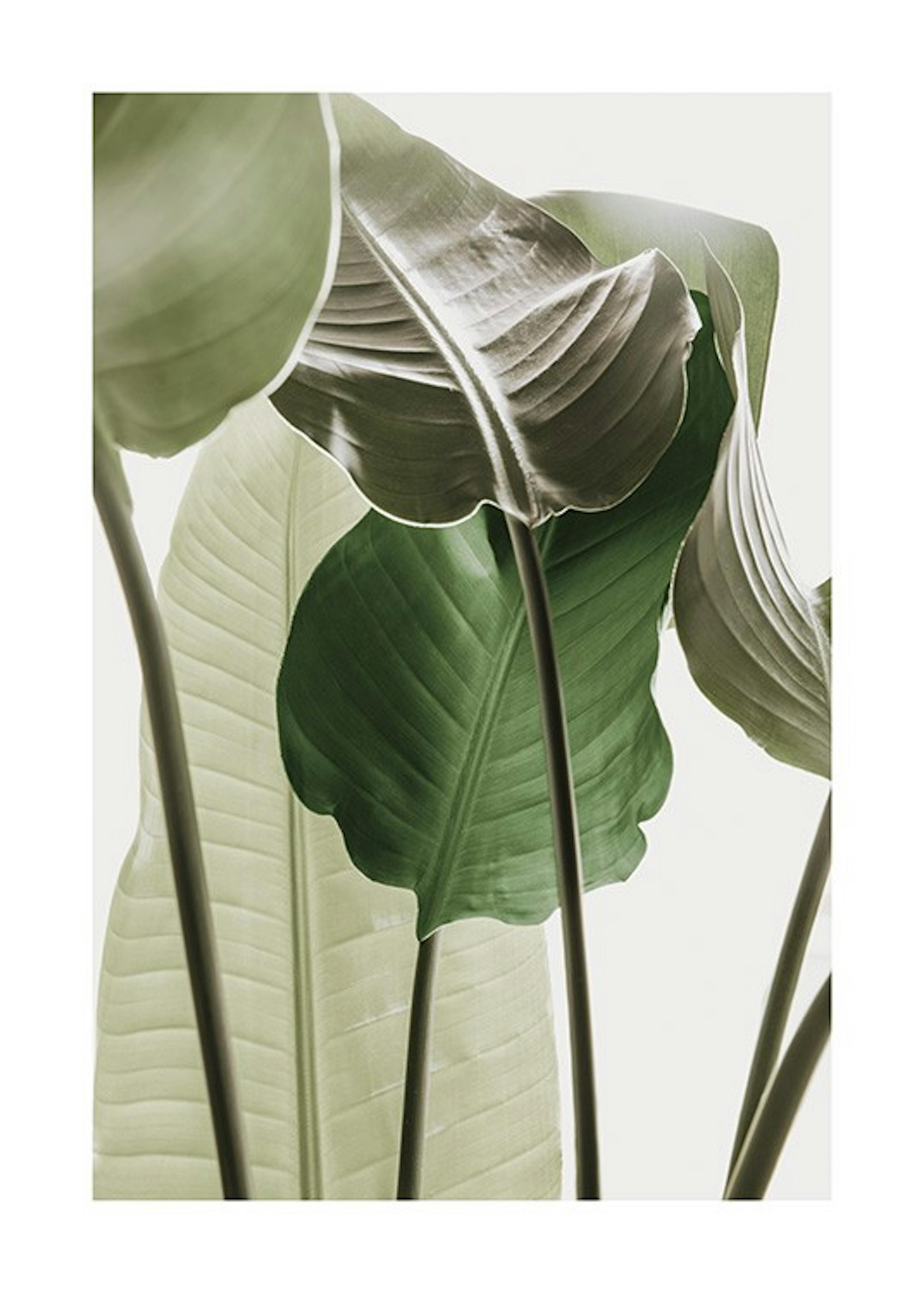 Strelitzia Plant No1 Affiche