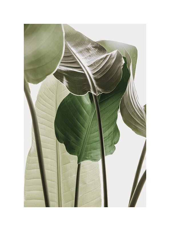 Strelitzia Plant No1 Print (50x70 cm)