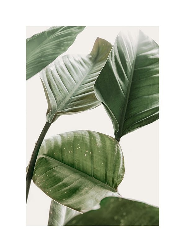 Strelitzia Plant No2 Poster (21x30 cm)- Posters de plantas verdes