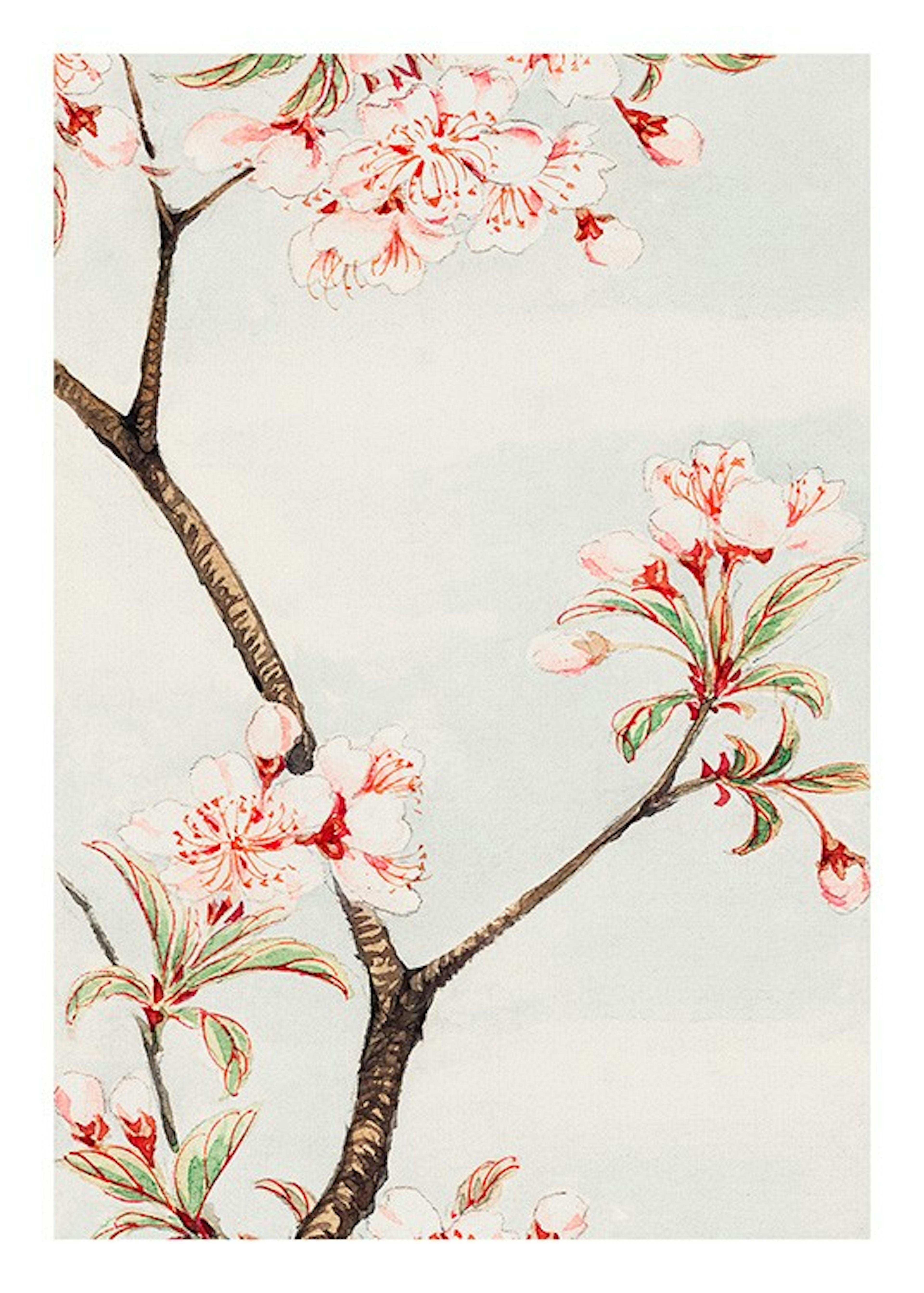 Megata Morikaga - Sakura Cherry Print