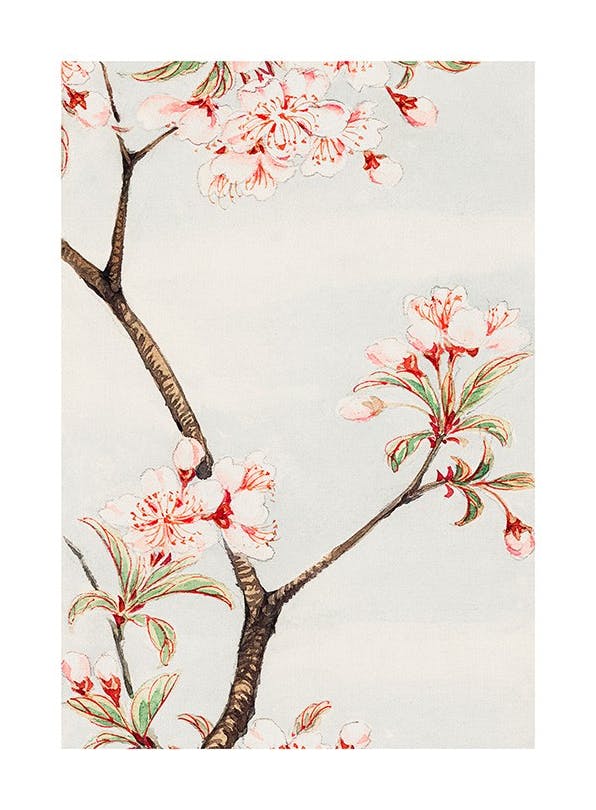 Megata Morikaga - Sakura Cherry Plakat (40x50 cm)- Obrazy sławnych malarzy