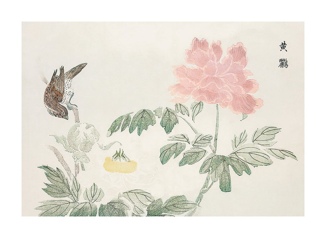 Chinese Peony Plakat (30x40 cm)- Plakaty z kwiatami