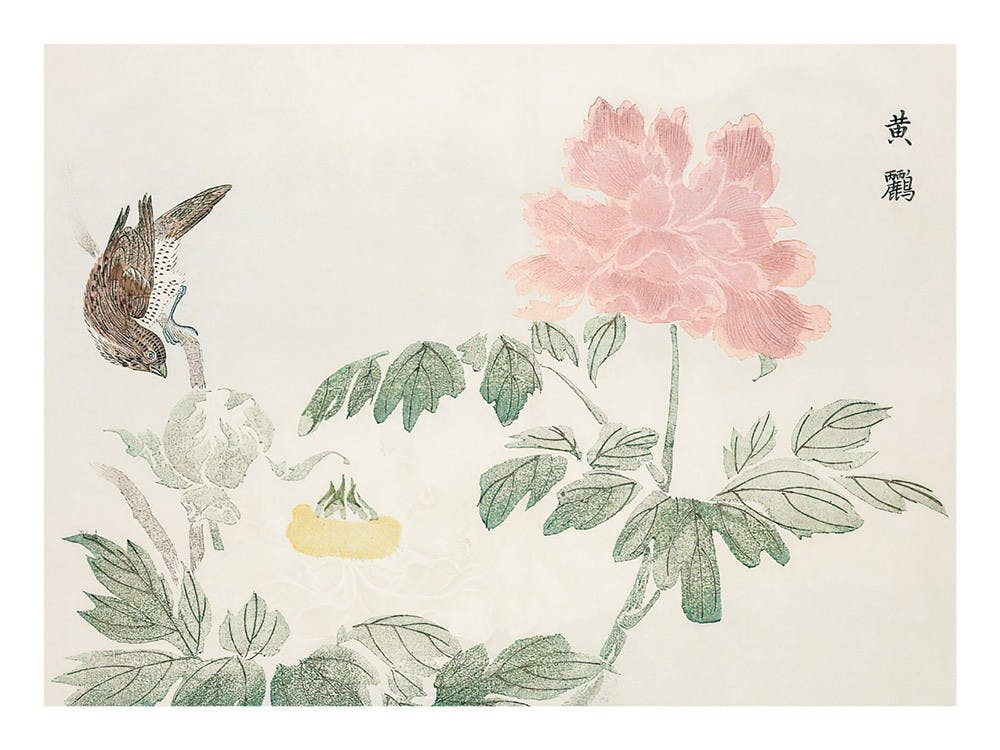 Chinese Peony Poster 0