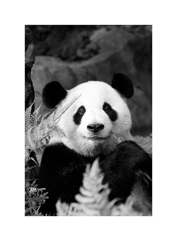 Prints - Giant Panda Print (50x70 cm) - Animal art prints
