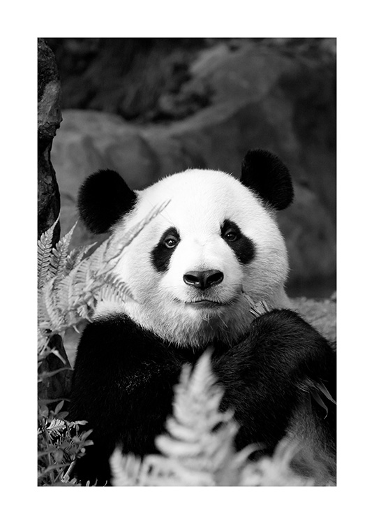 Giant Panda Poster Black and white panda