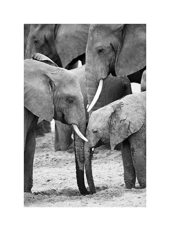Prints - Caring Elephants Print (50x70 cm) - Animal art prints