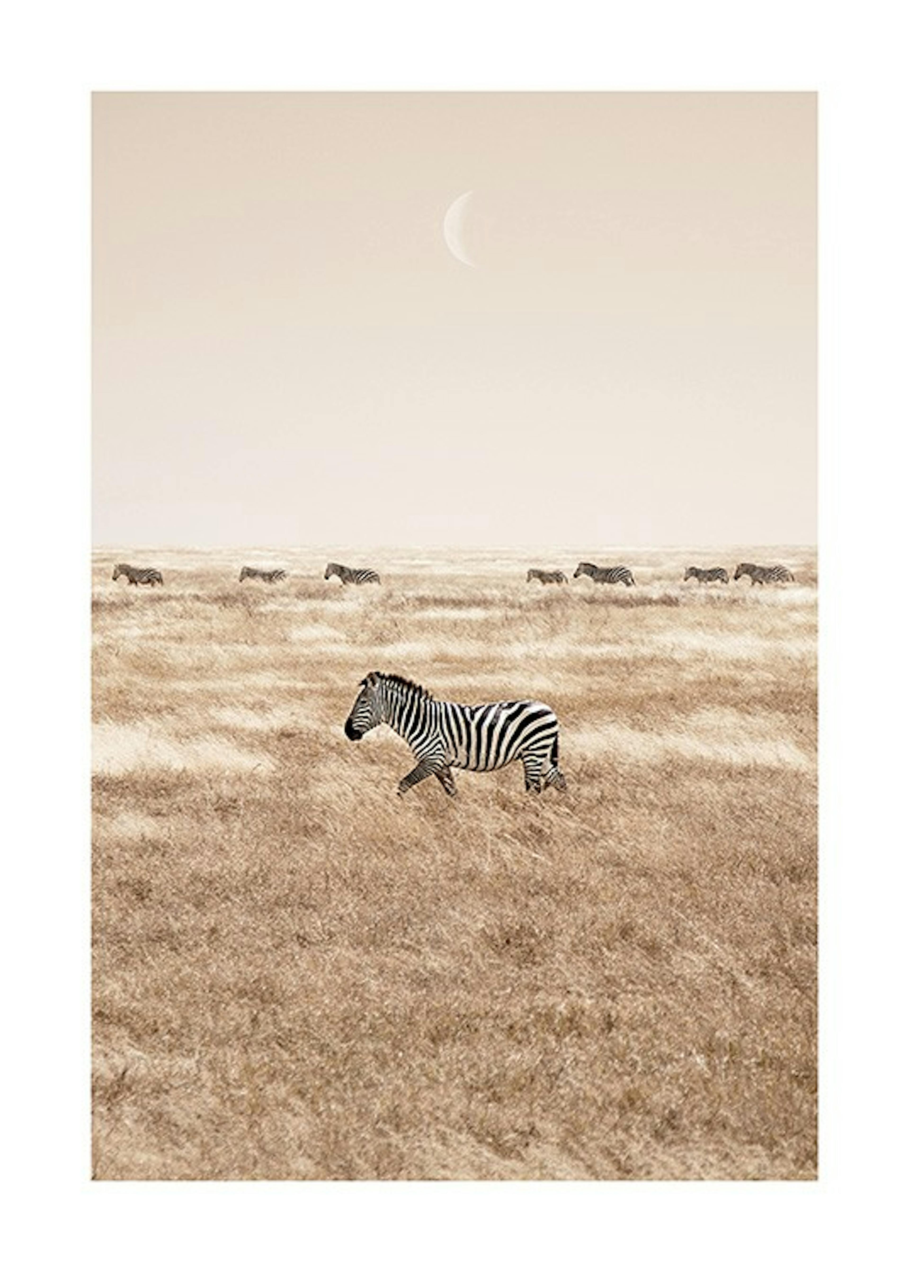 Zebras on the Savannah Affiche 0