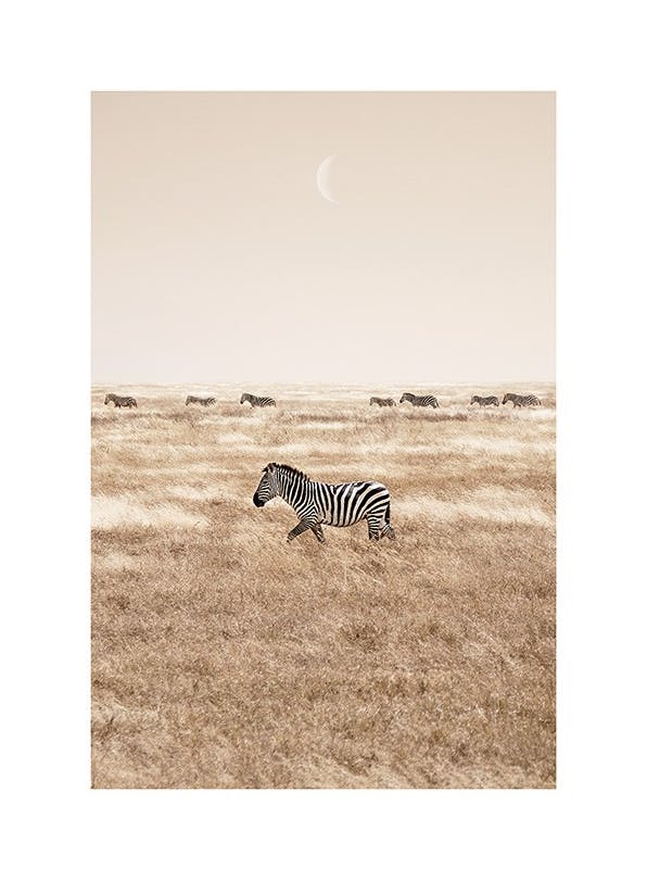 Zebras on the Savannah Poster (50x70 cm) - Bilder mit Tiermotiven