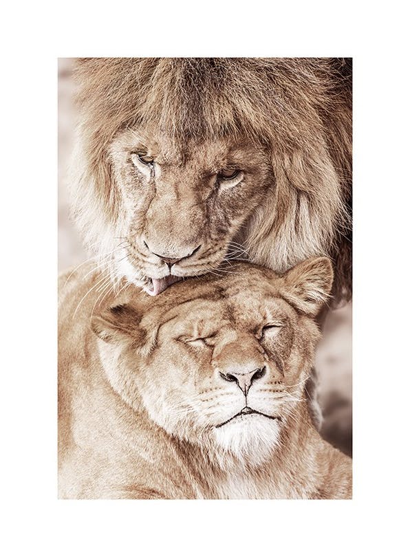 Lion Love Poster (30x40 cm) - Bilder mit Tiermotiven
