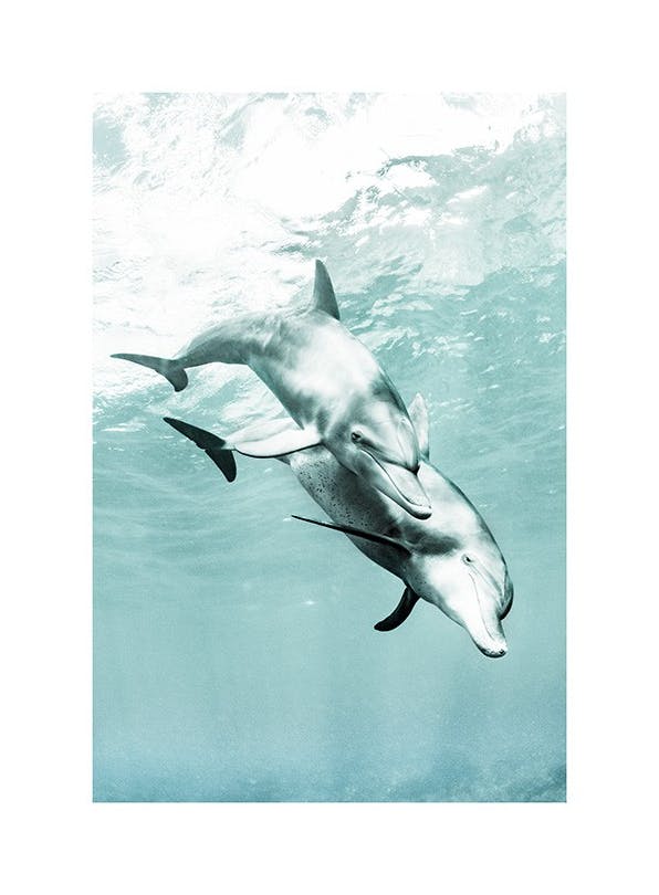 Two Dolphins Plakat (30x40 cm)- Plakaty ze zwierzętami