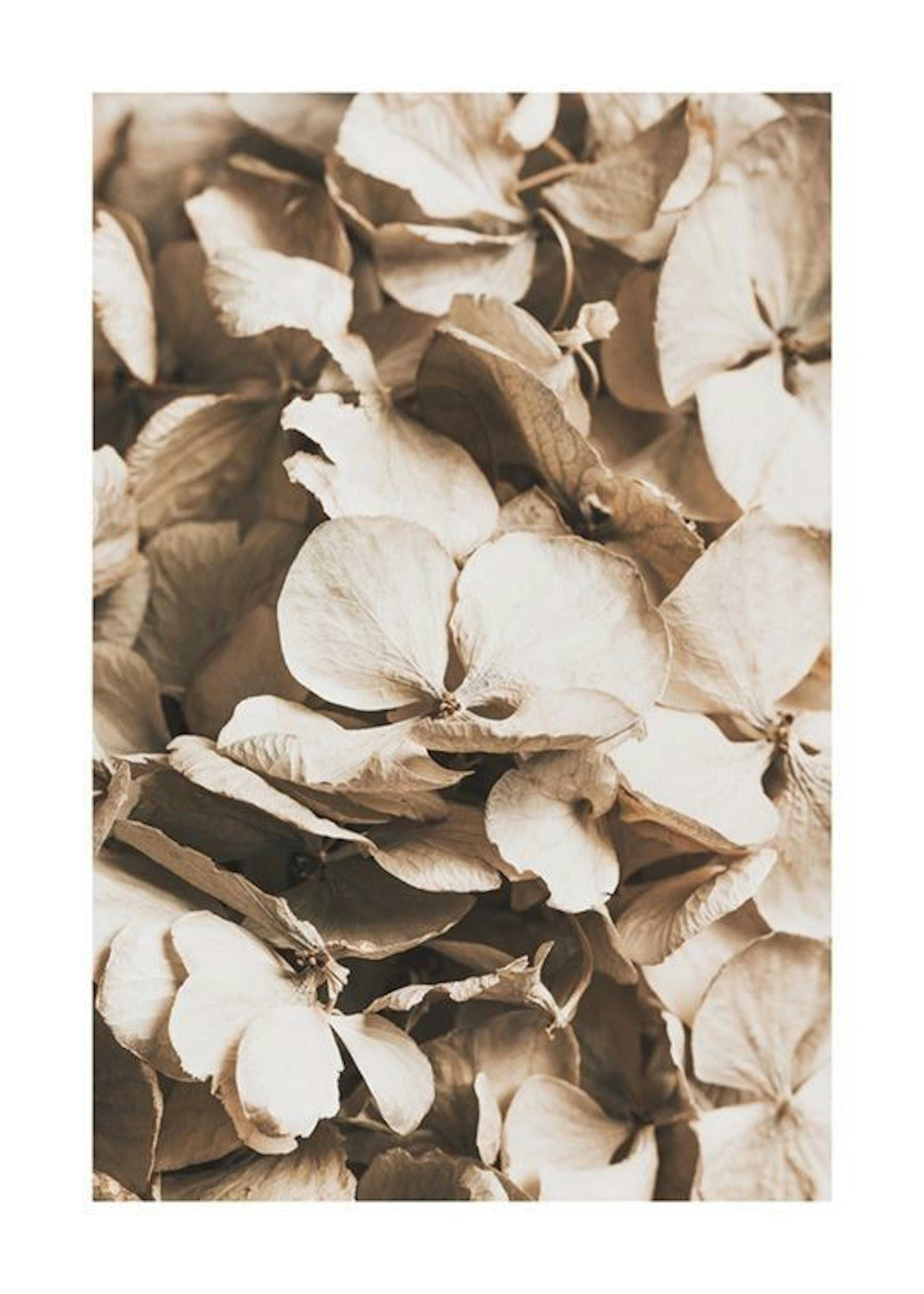 Dried Hydrangea Poster 0