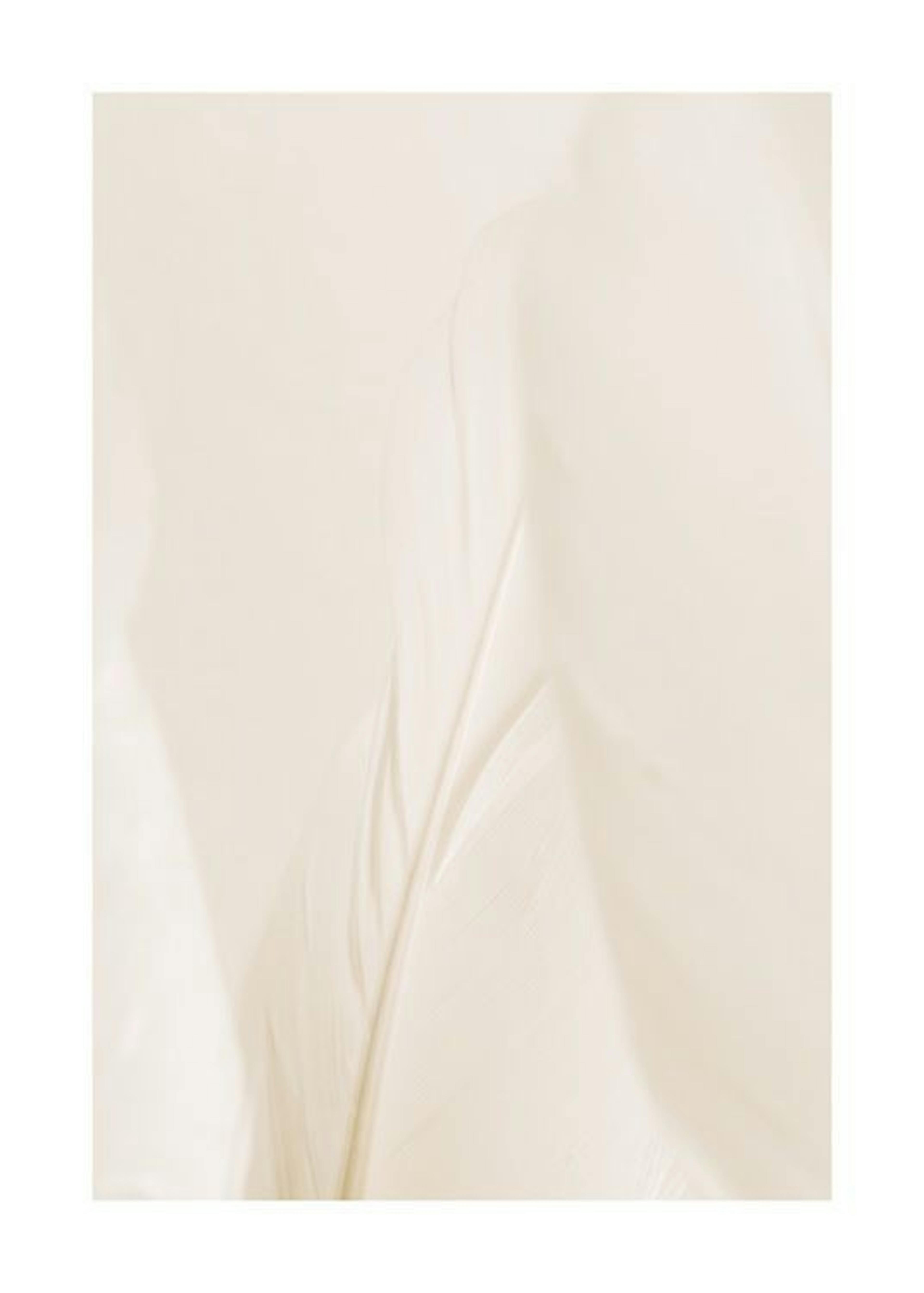 Beige Feather Plakat 0