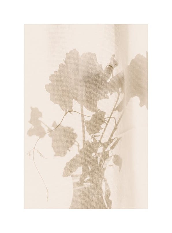 Flower Shade Plakat (21x30 cm)- Plakaty z kwiatami