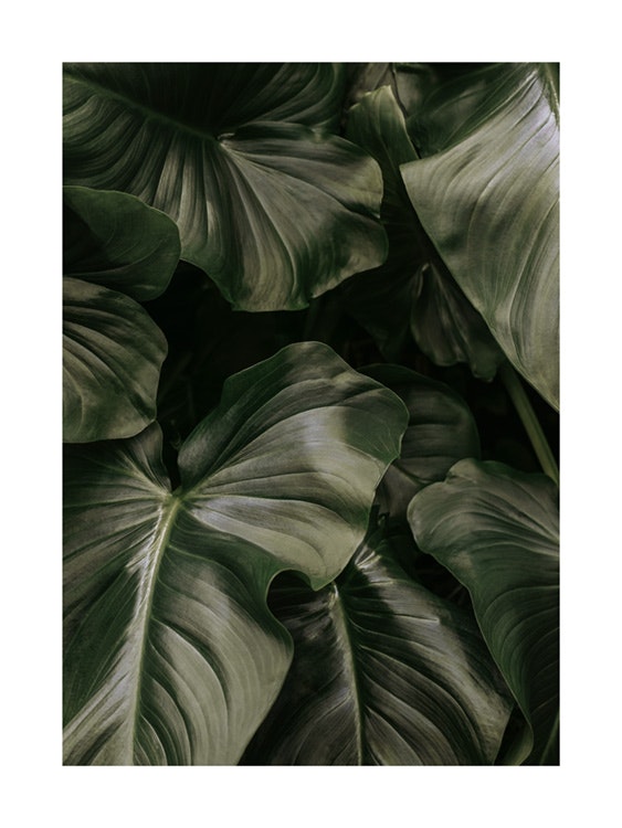 Deep Green Leaves Poster 0