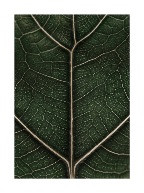 Fragile Leaf Juliste 0