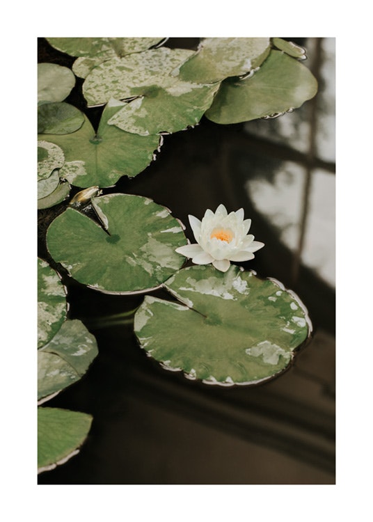 Water Lily Poster 0
